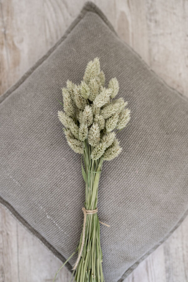 Phalaris natur
