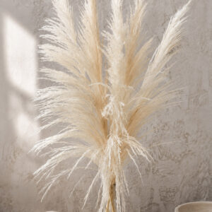 Pampasgras gebleicht "Selloana"  110cm (1 Bund / 5 Stk.)