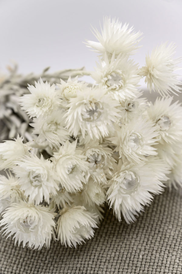 gebleichte Trockenblumen