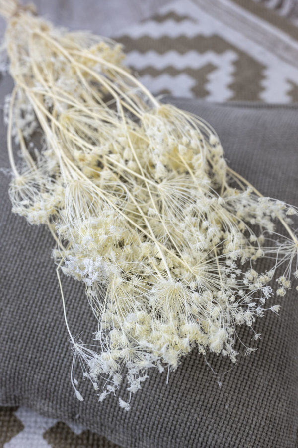 dill gebleicht