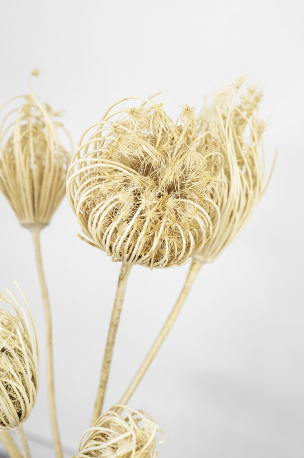 Fenchel