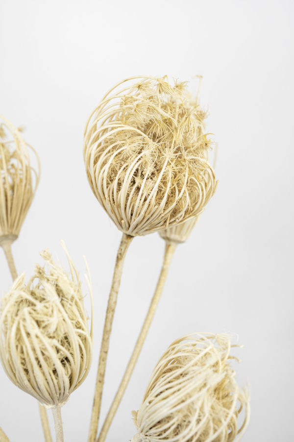 Fenchel