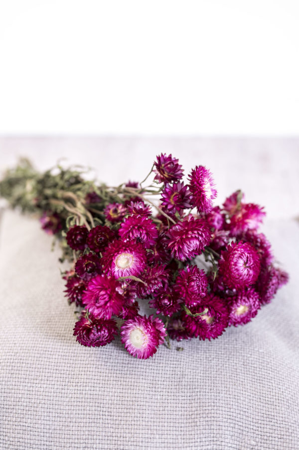 Strohblumen