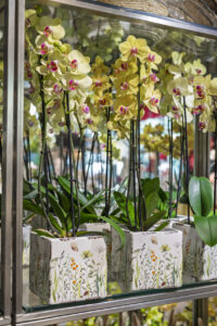 Trockenblumen - Trockenblumenstrauß - Pampasgras - Trockenblumen - Trockenblumenstrauß Blumen Heller