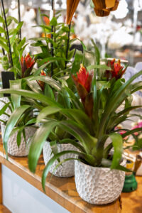 Trockenblumen - Trockenblumenstrauß - Pampasgras - Trockenblumen - Trockenblumenstrauß Blumen Heller