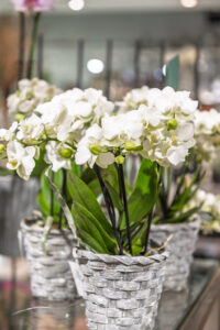 Trockenblumen - Trockenblumenstrauß - Pampasgras - Trockenblumen - Trockenblumenstrauß Blumen Heller