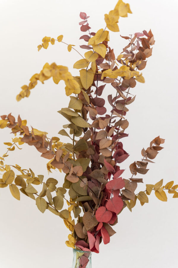 eukalyptus herbstlich
