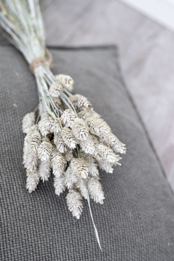 phalaris frosted
