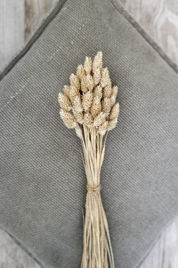 phalaris creme