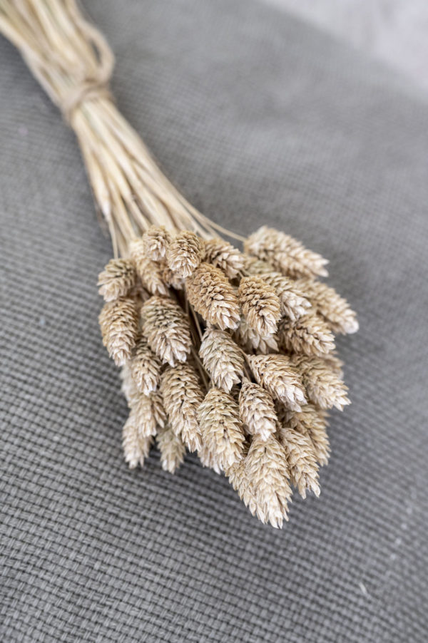 phalaris creme