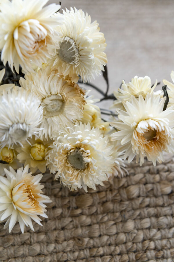 strohblumen