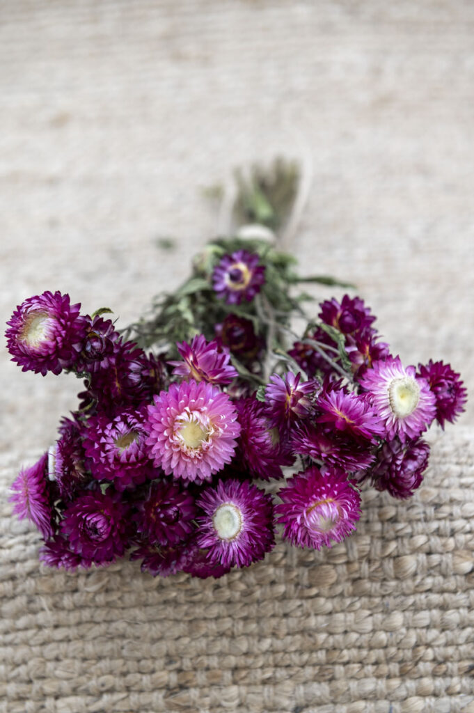 Getrocknete Strohblumen Kaufen