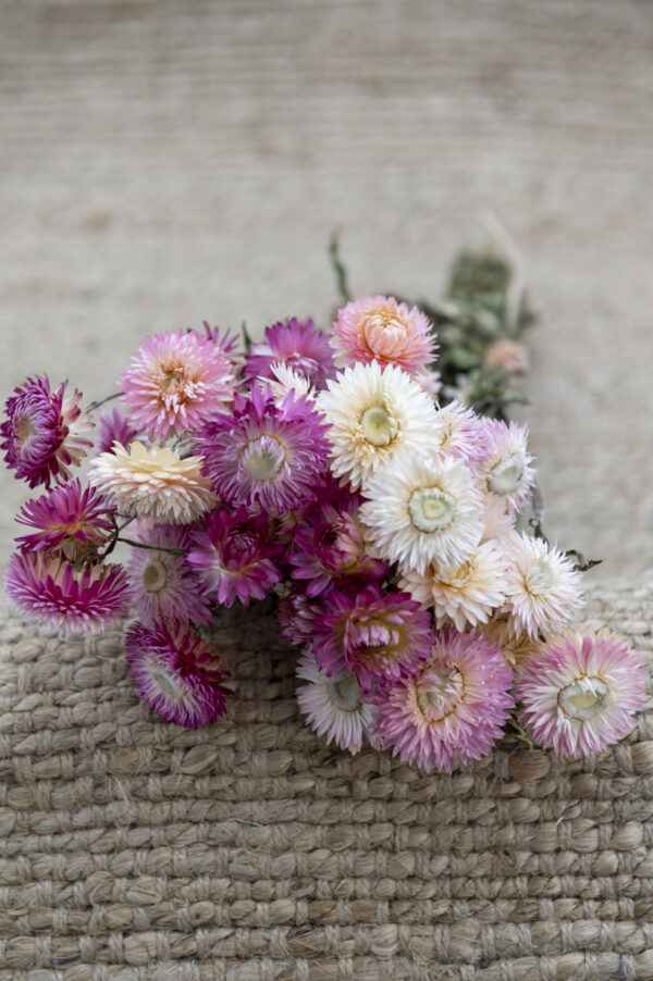 strohblumen