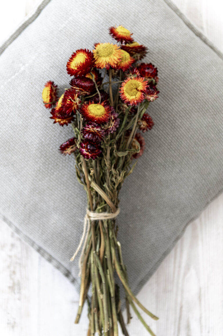 Getrocknete Strohblumen Kaufen