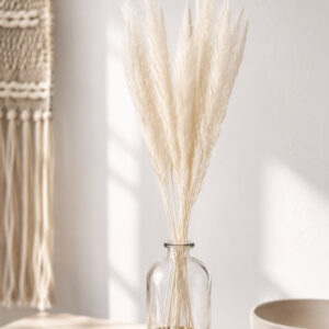 Pampasgras weiss/creme "White Foxtail" 65cm (1 Bund)