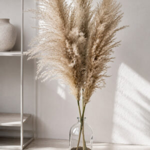 Pampasgras natur "Variegata" fluffig 115cm | (1 Stk.)