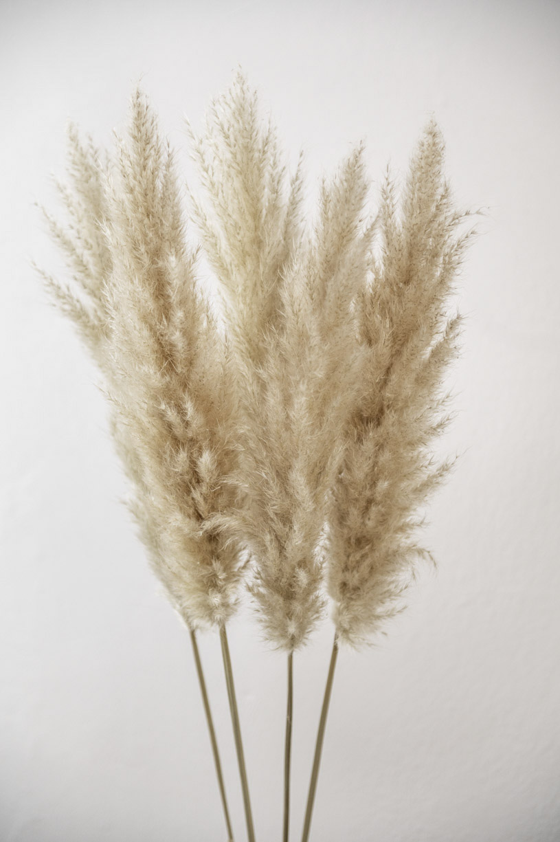 Trockenblumen - Trockenblumenstrauß - Pampasgras - Trockenblumen Pampasgras