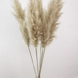 Trockenblumen Pampasgras