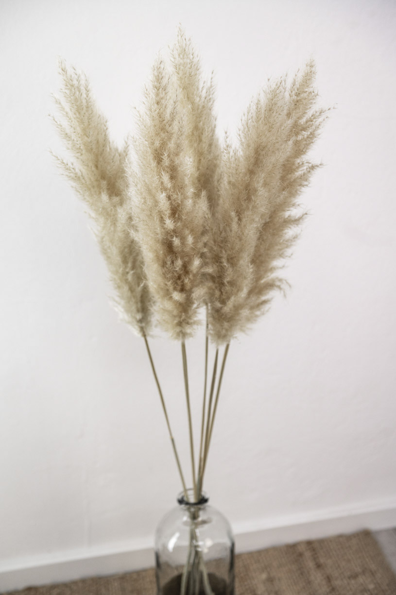 Trockenblumen - Trockenblumenstrauß - Pampasgras - Trockenblumen Pampasgras