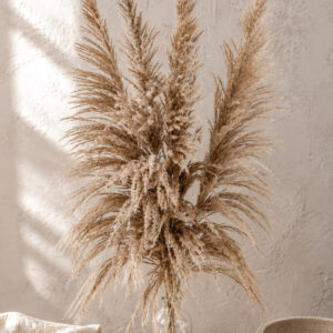 Pampasgras getrocknet "Selloana" natur 110cm (1 Bund)