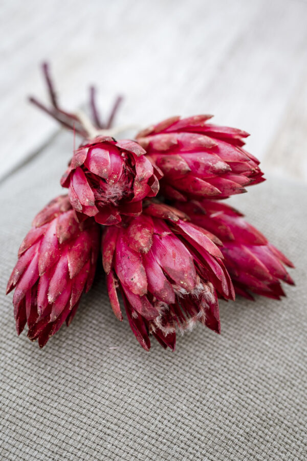 protea kirschrot