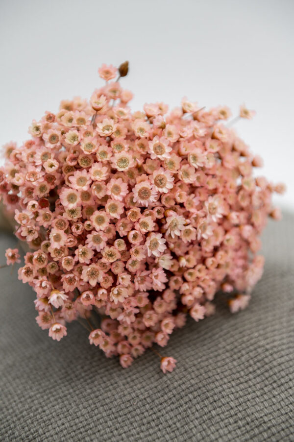 Glixia Trockenblumen | rosa