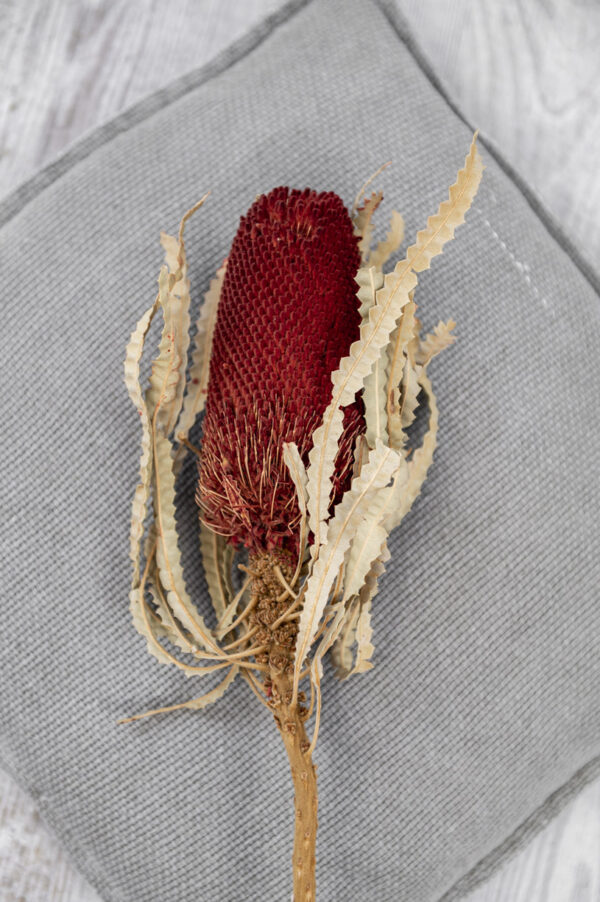 banksia
