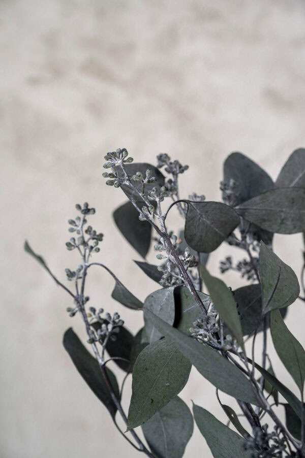 Eukalyptus stabilisiert "Populus" mit Fruchtständen silberblau/grün – Bild 4