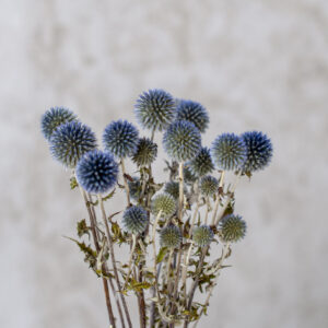 kugeldisteln blau
