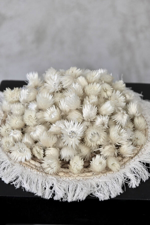 Helichrysum "silver white" Blütenköpfe (ca. 120 Stk / 50 g)