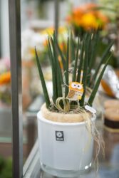 Blumenladen Rothenburg Trockenblumen - Trockenblumenstrauß Blumen Heller