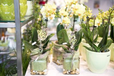 Blumenladen Ansbach Brücken-Center Trockenblumen - Trockenblumenstrauß Blumen Heller