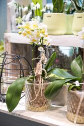 Blumenladen Ansbach Brücken-Center Trockenblumen - Trockenblumenstrauß Blumen Heller