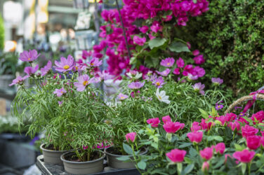 Trockenblumen - Trockenblumenstrauß - Pampasgras - Trockenblumen - Trockenblumenstrauß Blumen Heller