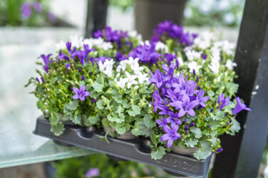 Trockenblumen - Trockenblumenstrauß - Pampasgras - Trockenblumen - Trockenblumenstrauß Blumen Heller