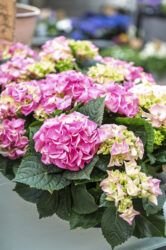 Trockenblumen - Trockenblumenstrauß - Pampasgras - Trockenblumen - Trockenblumenstrauß Blumen Heller