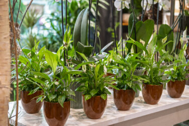 Trockenblumen - Trockenblumenstrauß - Pampasgras - Trockenblumen - Trockenblumenstrauß Blumen Heller