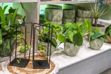 Trockenblumen - Trockenblumenstrauß - Pampasgras - Trockenblumen - Trockenblumenstrauß Blumen Heller