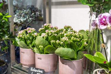 Trockenblumen - Trockenblumenstrauß - Pampasgras - Trockenblumen - Trockenblumenstrauß Blumen Heller