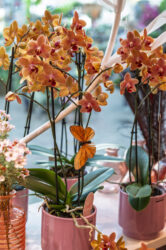 Trockenblumen - Trockenblumenstrauß - Pampasgras - Trockenblumen - Trockenblumenstrauß Blumen Heller